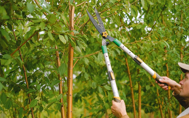 Tree trimming in Magnet, NE
